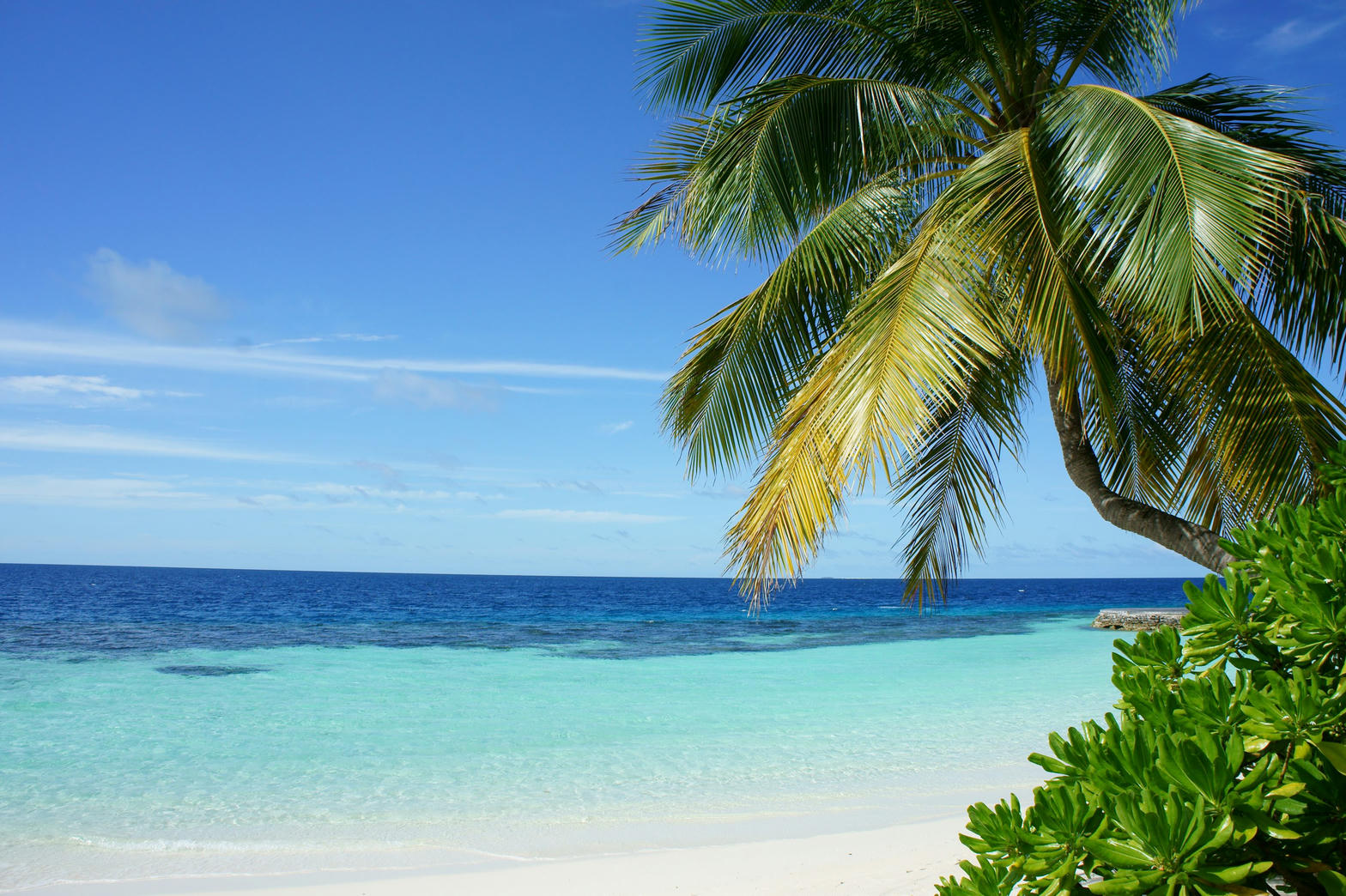 Turquoise water and a leaning palm on a white-sand beach