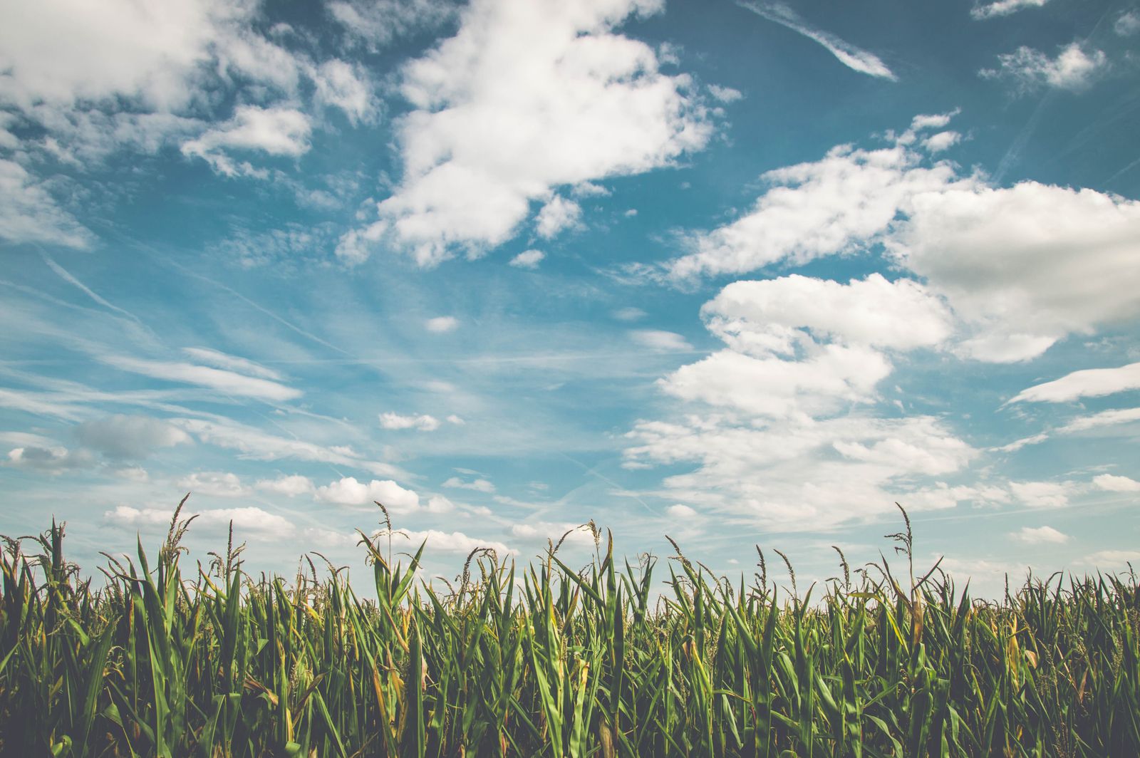 Golden field under a wide sky