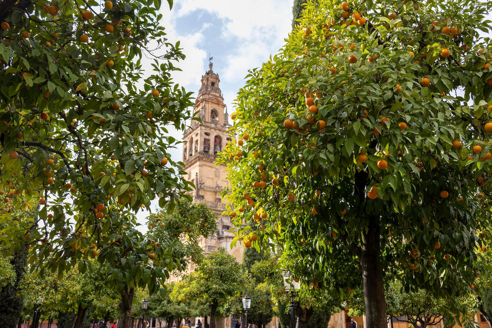 Orange trees in front of a historic Spanish tower