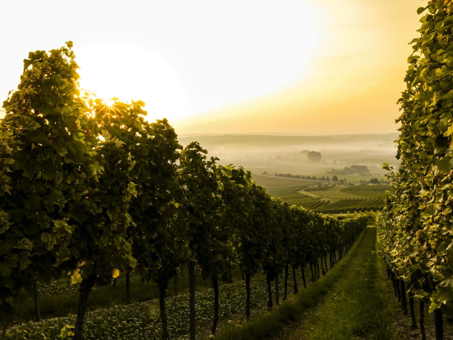 Sunlit vineyard rows at golden hour